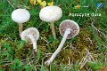 Agrocybe molesta-amf187-1